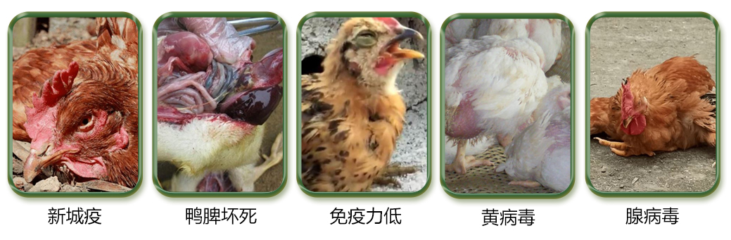 禽類養殖中常見的問題