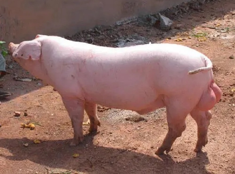 種公的豬飼養(yǎng)管理
