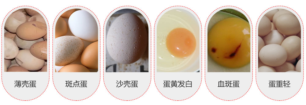 蛋禽養(yǎng)殖中常見(jiàn)的問(wèn)題