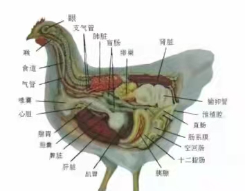 雞外觀上會(huì)有什么樣的癥狀？