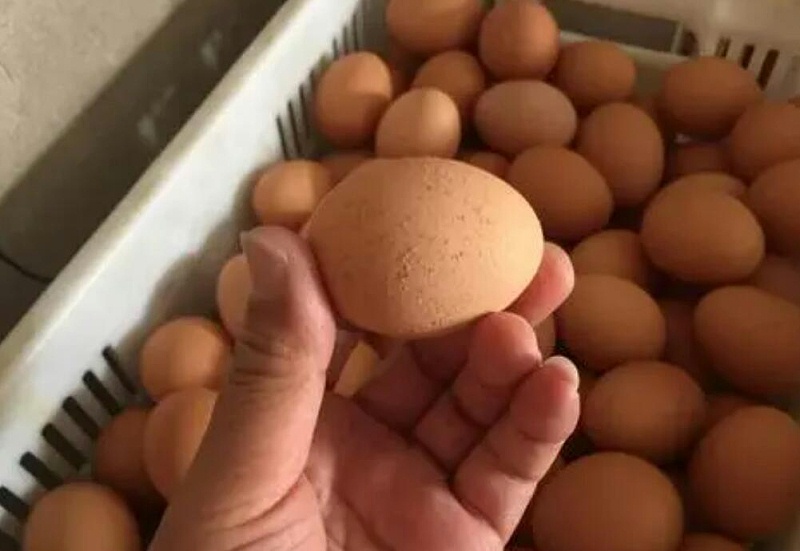 蛋殼質(zhì)量差解決方案