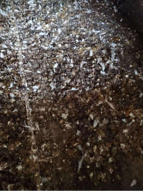 雞腸炎