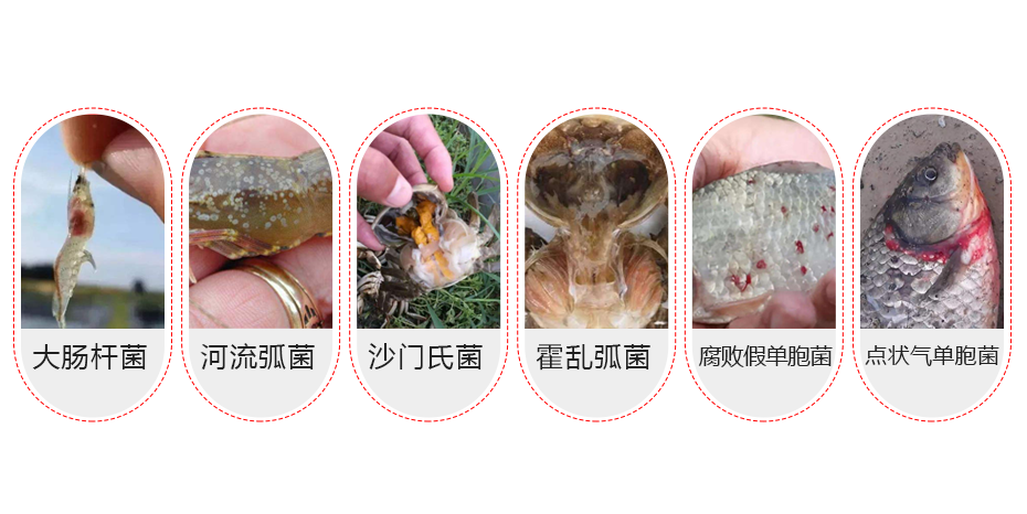 水產(chǎn)養(yǎng)殖中的常見(jiàn)問(wèn)題