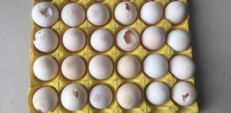 雞產(chǎn)軟殼蛋的主要原因