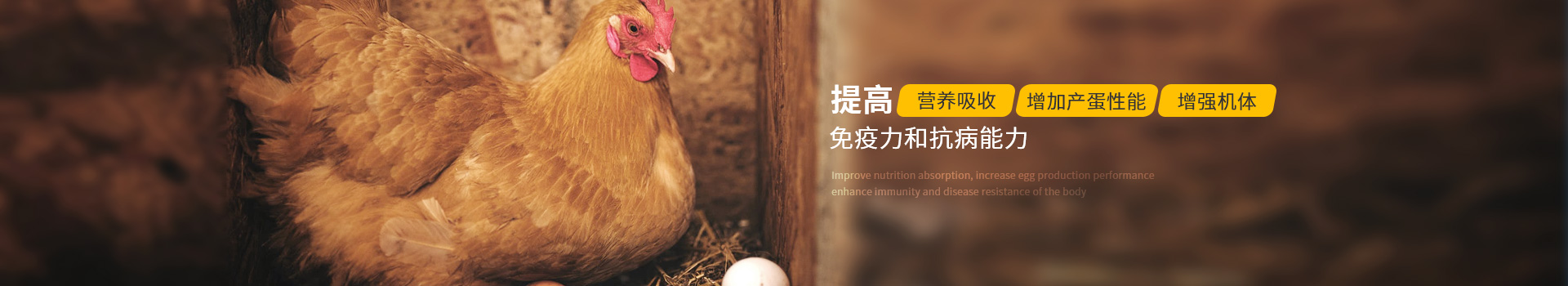 蛋禽用藥：提高營(yíng)養(yǎng)吸收、增加產(chǎn)蛋性能、增強(qiáng)機(jī)體